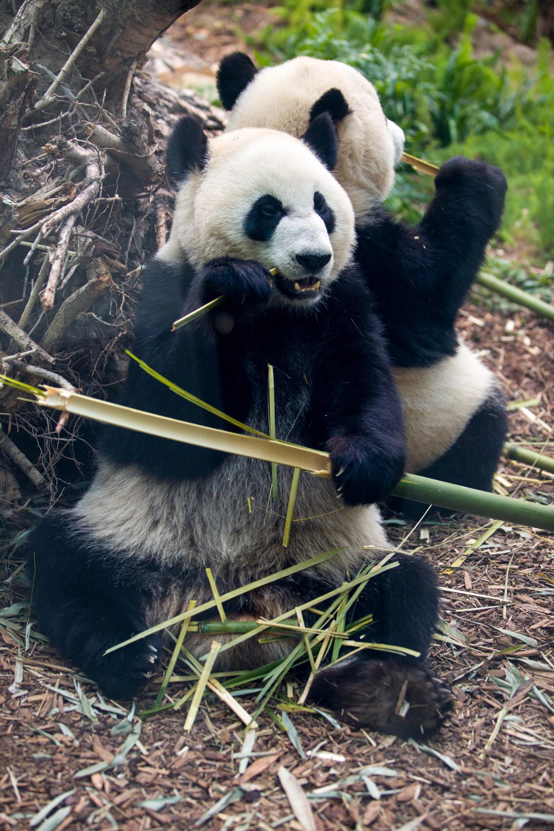 In Chinese culture, the panda is a symbol of friendship and good diplomatic relations. 