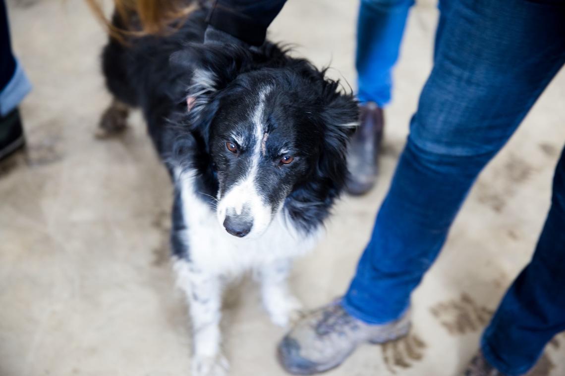 Border collie Mac took time out from his working-dog day to lap up a bit of attention.