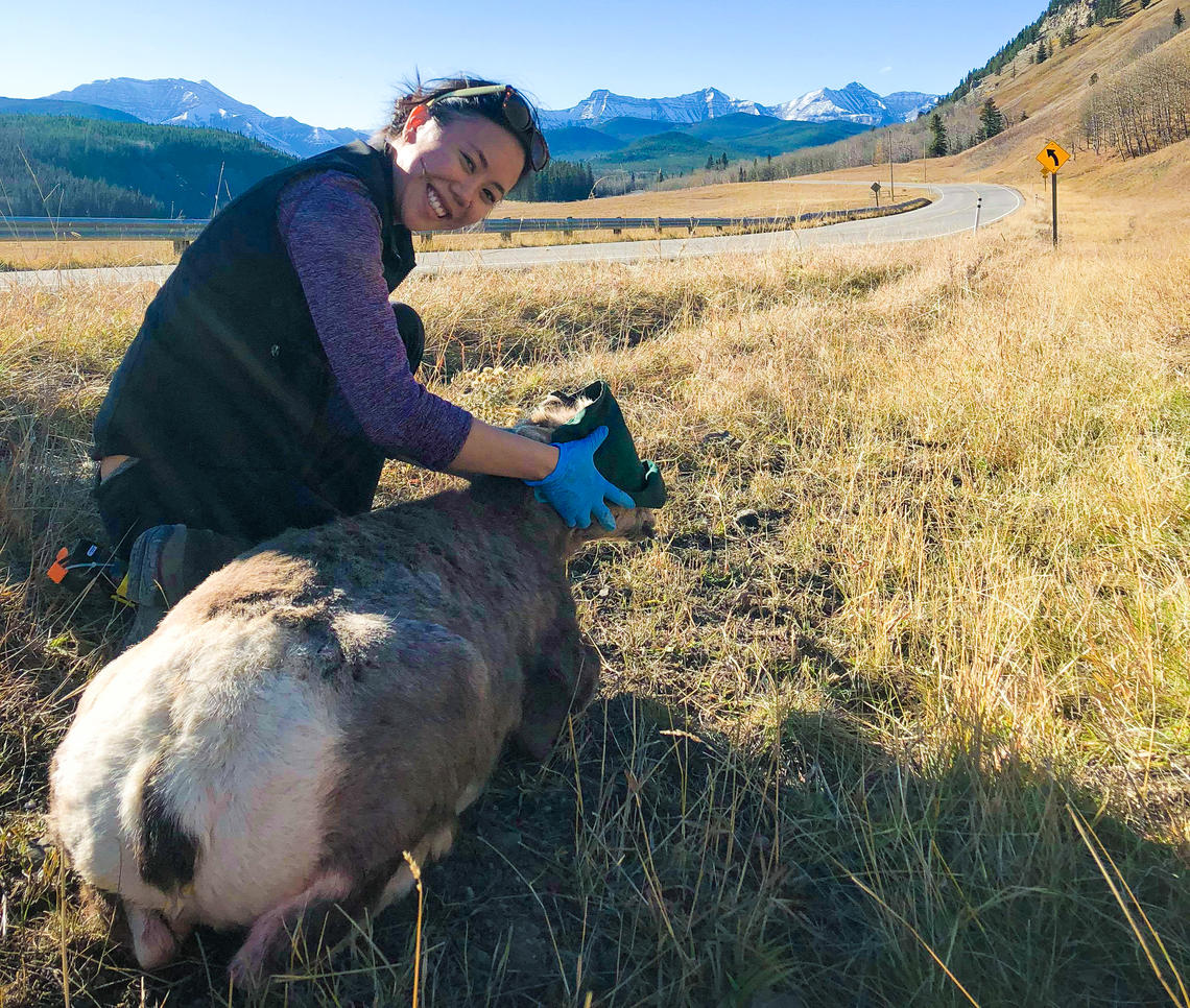 Shannon Toy worked with bighorn sheep as part of the wildlife field medicine course at the University of Calgary's Faculty of Veterinary Medicine.