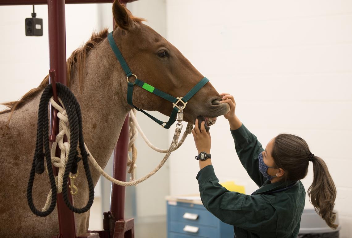 Second-year student gives a horse a check up in clinical skills lab.