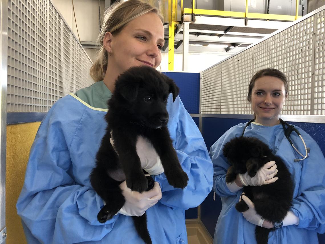 UCVM fourth year students look after some furry friends at the AARCS clinic.