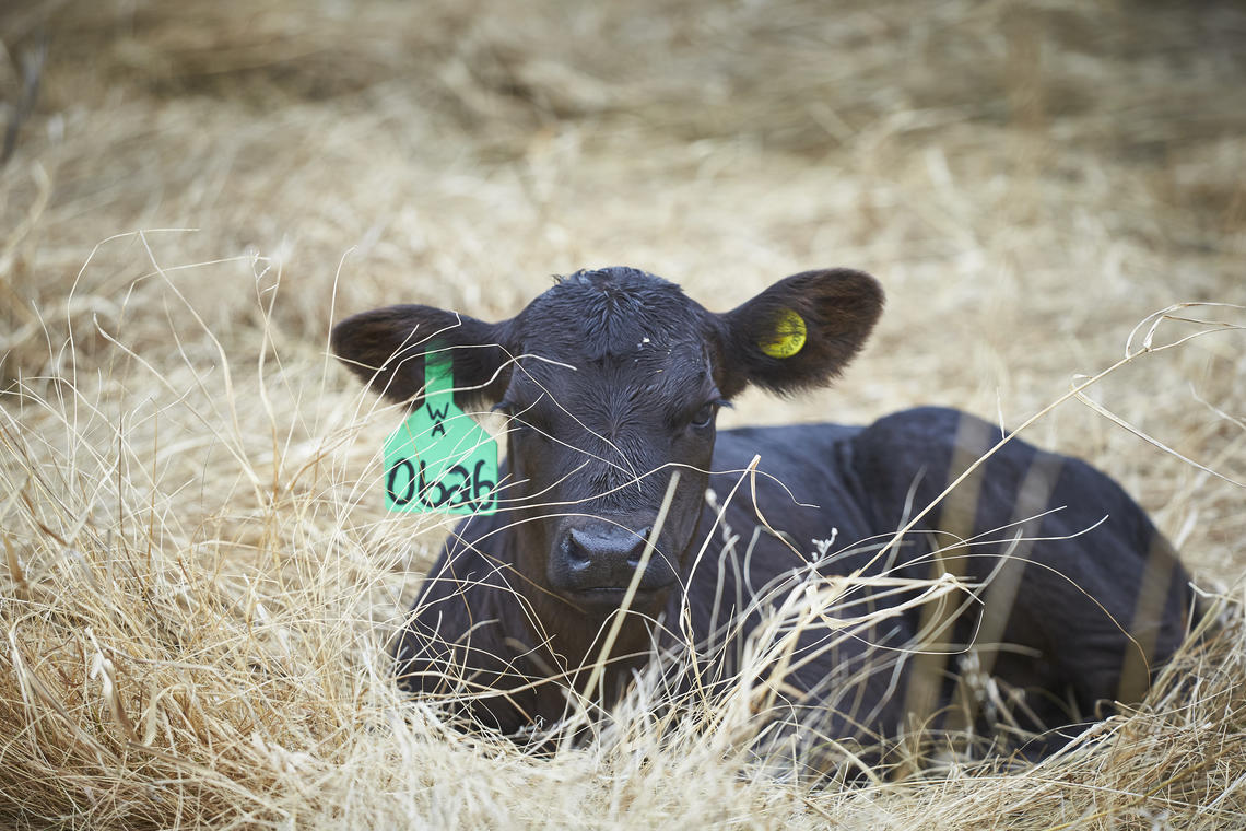 Cows at W.A. Ranches