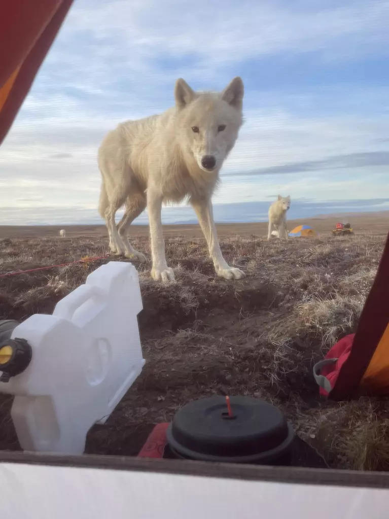 wolf looking in tent