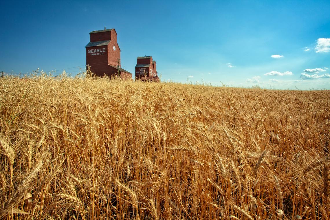 Wheat fields and grain silos outside Rowley, Alberta