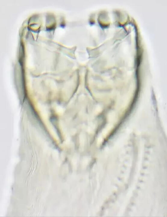 image of an adult canine hookworm head