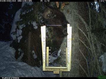 A big male wolverine at a bait station.