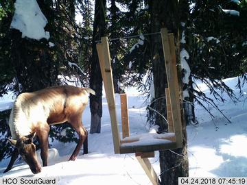 A caribou visits the bait station.