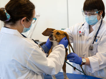 Katrice Domshy, a first-year DVM student, works with a beagle as part of a clinical skills lab in administering medication.