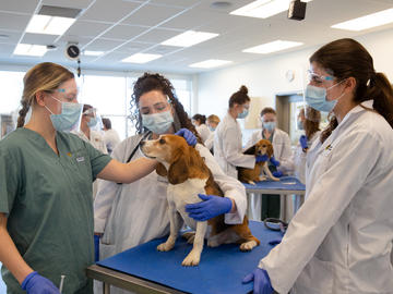 A very cooperative beagle enjoys being petted after his exam.