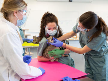 First year students learn clinical skills for both feline and canine patients.