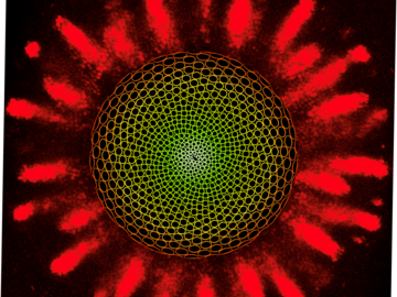 A computational model of floret arrangement in the head of Gerbera hybrida (center).  The model is superimposed on an image of the auxin signals that position the first organ primordia in the developing head.