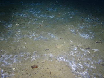Underwater image of marine life