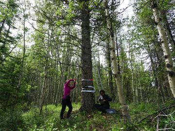Ives and Nicolau Roldan take measurements at a forested site.