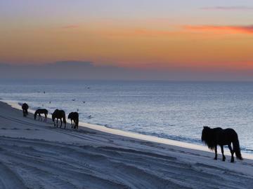 Horses walk along the shoreline in the sunset