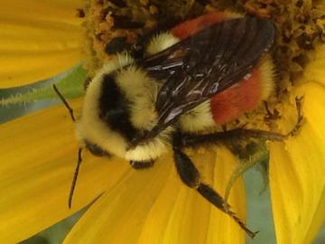 closeup of fuzzy bee