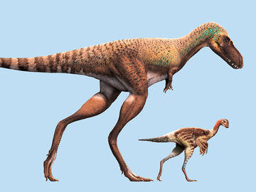 An illustration showing the size of a juvenile Gorgosaurus compared to the size of a young prey Citipes.