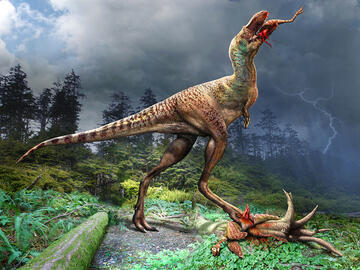 An illustration of a Gorgosaurus feeding on a Citipes.