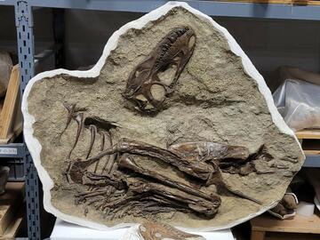 The left and right side of a fossilized Gorgosaurus juvenile with prey items in the stomach 