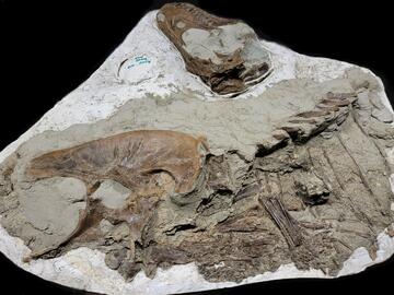 The right side of Gorgosaurus juvenile fossil with prey items in the stomach, visible in the lower centre of skeleton. 