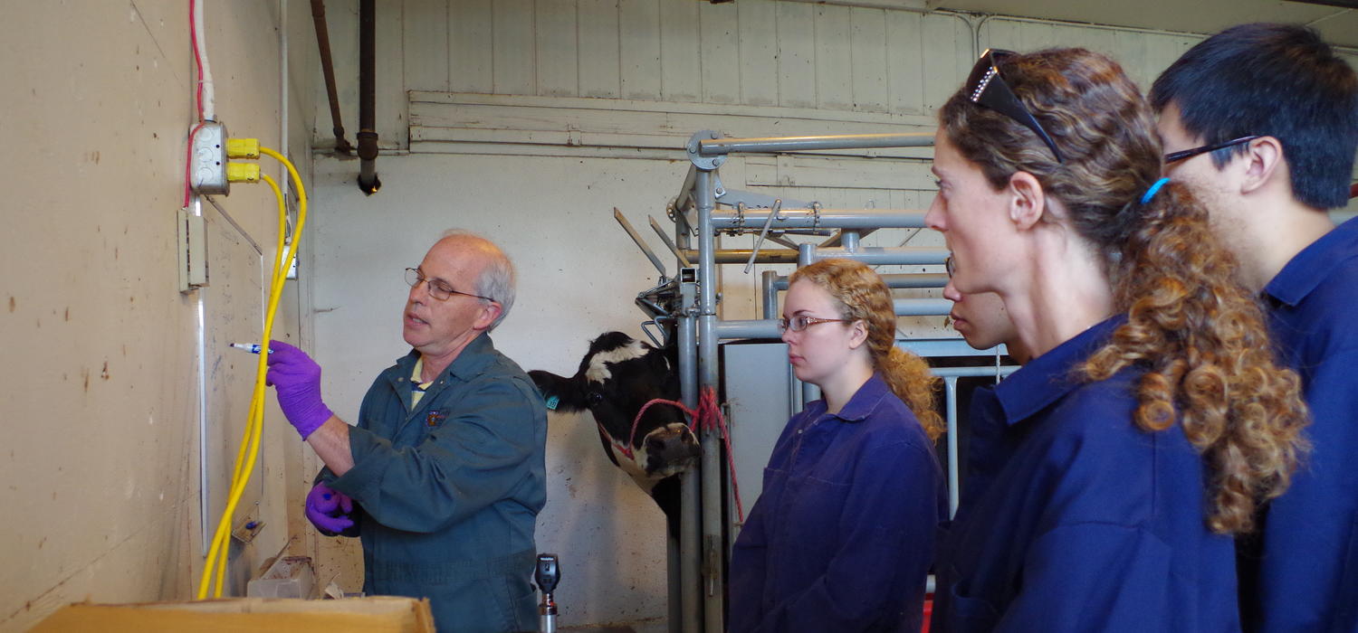 Michel Levy and DVM students complete a physical examination on a steer.