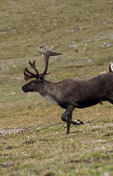 A five-year international study led by Faculty of Science biologists has identified a natural mechanism in caribou that preserves and ensures long-term genetic and behavioural diversity of the species in various habitats across western North America, from Alaska to the Southern Rockies. Photo by Mark Bradley 