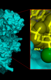 Model COVID-19 polymerase enzyme bound to RNA & proposed inhibitor inspired by models of Remdesivir.