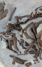 Baby hadrosaur dinosaur bone fossil