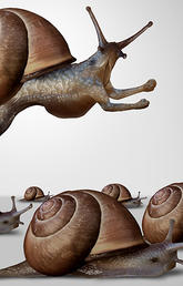 jumping snail