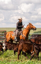 A cowboy wrangles cows on horseback