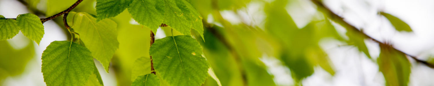 trees