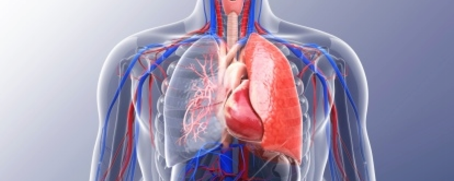 Cardiovascular and Respiratory Sciences