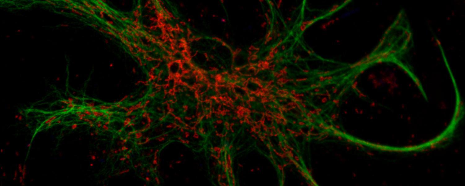 How to write msc thesis image