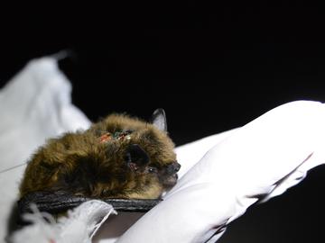 Finding the way back home: tracking an endangered bat in the Rocky Mountains