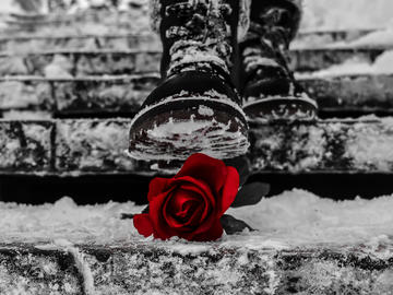 Black and white image of boot about to step on a rose (in colour) on a snowy step