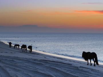 Image of horses standing on shore with sunset in background
