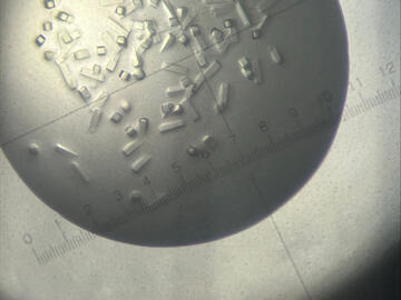 Microscope image of a droplet of solution containing 3D protein crystals
