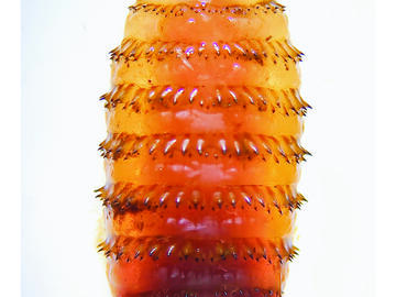 Photo of a horse bot fly larva