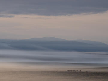 Photo of silhouettes of a herd of muskoxen 