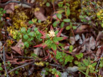 Photo of a flowering Labrador tea plant 