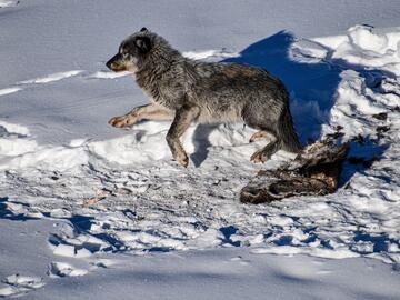 Photo of a wolf in snow next to a moose carcass