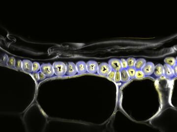 Image of region within the canola fruiting body that contains three distinct forms of plant cell walls.