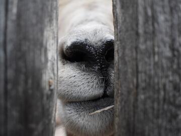 Photo of the mouth of a bighorn sheep