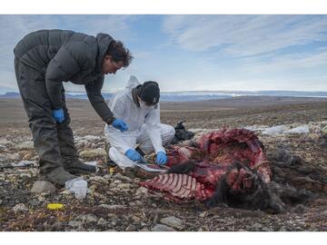 Photo of researchers collecting sample of a muskox in a field