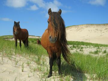 Photo of three brown horses on sand dunes