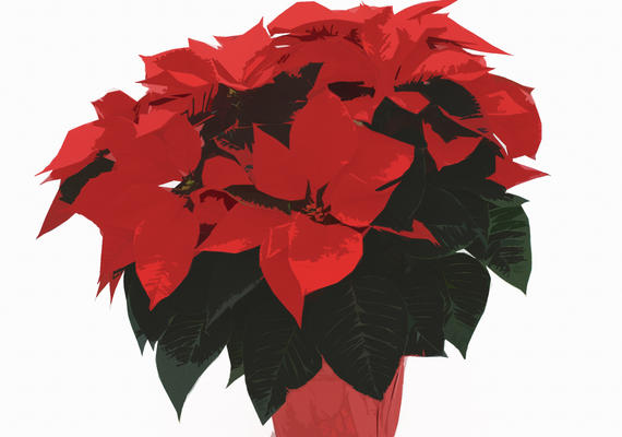 Red poinsettia