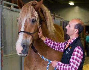 Man with horse