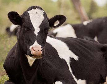 Dairy cows